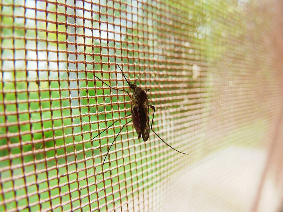 Insektenschutz